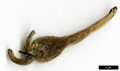 SpeciesSub: var. mandshurica